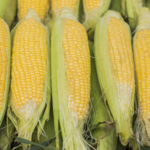 Maize
