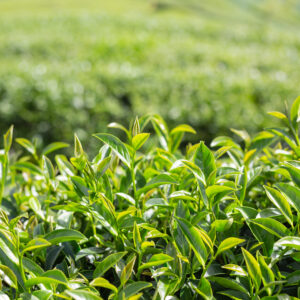 Tea Leaves