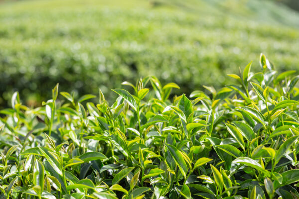 Tea Leaves