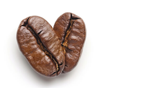 Robusta Coffee Beans